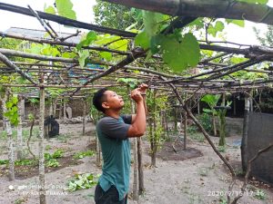 Berhenti Usaha Ayam Petelur, Pemuda Ini Fokus Usaha Bibit Anggur
