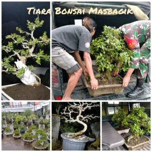 Pak De Petani Bonsai, Hobi yang Membawa Hoki