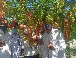 Staf Ahli Bupati Lotim Kunjungi Petani Anggur di Pengadangan