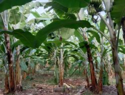 Lotim Penyangga KEK, Bupati Masih Berwacana, Masyarakat Sudah Memulai