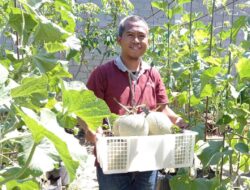Pemanfaatan Pekarangan Menanam Melon Golden My Love