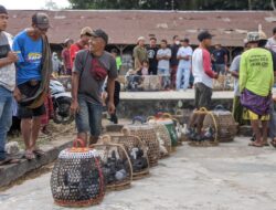 Rayakan Bulan Kemerdekaan RI, Desa Pringgajurang Gelar Festival Merpati NKRI