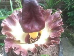 Masyarakat Tetebatu Dikejutkan Dengan Tumbuhnya Bunga Bangkai di Polybag