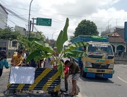 Jalan Tidak Terurus, Sejumlah Pemuda Masbagik Lakukan Aksi Tanam Pisang