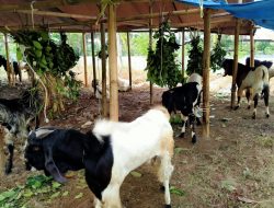 Jelang Hari Raya Qurban, Penjualan dan Harga Hewan Ternak Menurun