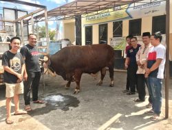 Gubernur NTB Serahkan Hewan Kurban Seberat 1 Ton kepada Masyarakat Masbagik