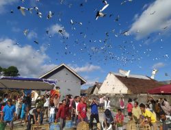 Karang Taruna Naga Sunting Gelar Festival Merpati NKRI Ke-2