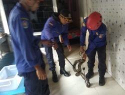 Keterbatasan APD Tidak Menyurutkan Abdul Aziz Mengevakuasi Reptil Ular Berbisa Maupun Tawon