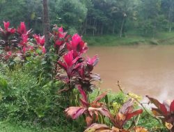 Curah Hujan Tinggi, Bendungan Ulem-ulem Desa Wisata Tetebatu Meluap Dikhawatirkan Jebol