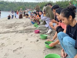 Puluhan Penyu Hijau dan Penyu Lekang Dilepas di Pantai Senggigi