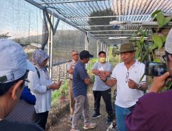 Menjadi Obyek Wisata Edukasi, Ini Sejarah Perkembangan Emas Hijau di Desa Sajang