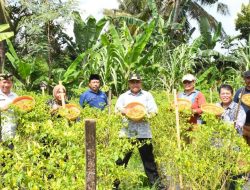 Pj GUbernur NTB Kunjungi Sentra Produksi Cabai di Desa Kerongkong Kecamatan Suralaga