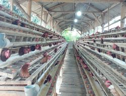 Pakan Mahal, Peternak Ayam Petelur di Lotim Minta Pemerintah Turun Gunung