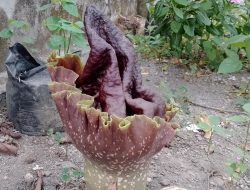 Tanaman Langka Bunga Raflesia Jenis Arnoldi Ditemukan Tumbuh di Pekarangan Rumah