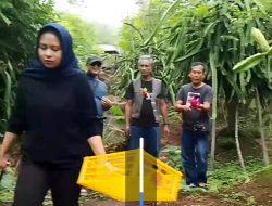 Puncak Jeringo Penghasil Buah Naga sebagai Pengebangan Agrowisata di Lombok Timur