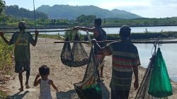 Pulang Membawa Harapan: Potret Nelayan Tradisional Madak Belek Usai Panen Tambak