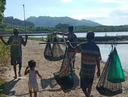 Pulang Membawa Harapan: Potret Nelayan Tradisional Madak Belek Usai Panen Tambak