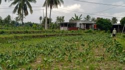 Anomali Cuaca Terjang Lombok Timur, Petani Tembakau Terancam Gagal Panen dan Rugi Ratusan Juta