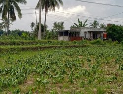 Anomali Cuaca Terjang Lombok Timur, Petani Tembakau Terancam Gagal Panen dan Rugi Ratusan Juta